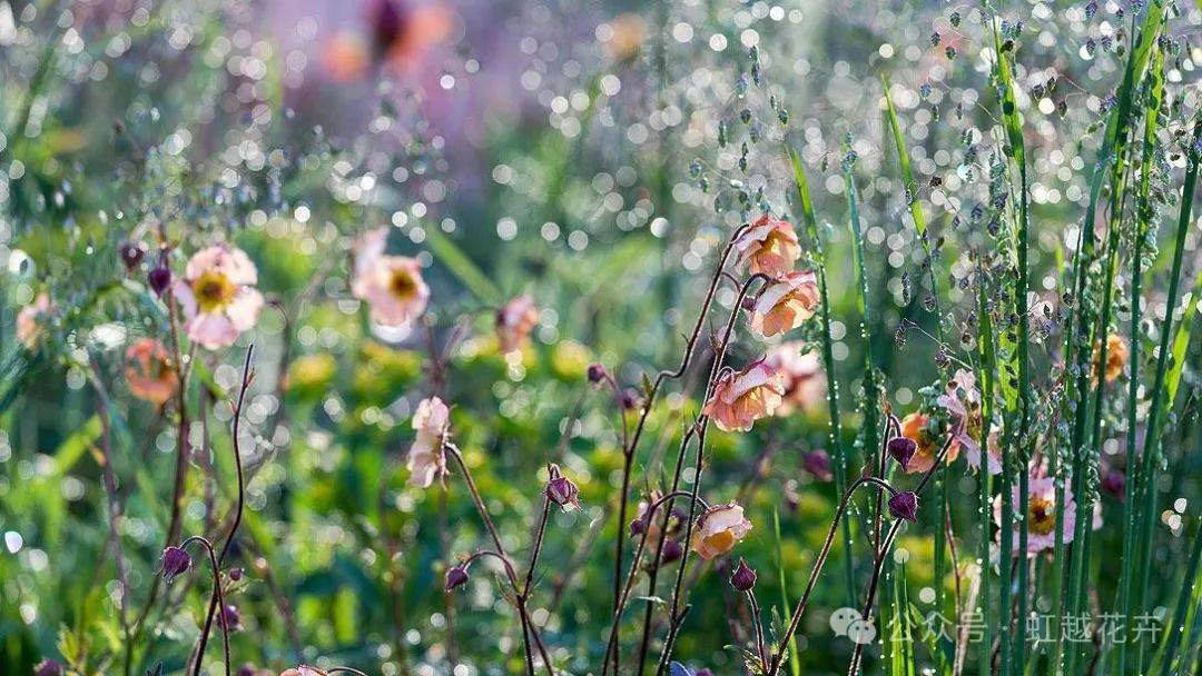 傲视全球园艺新品,今年的年度植物冠军是?