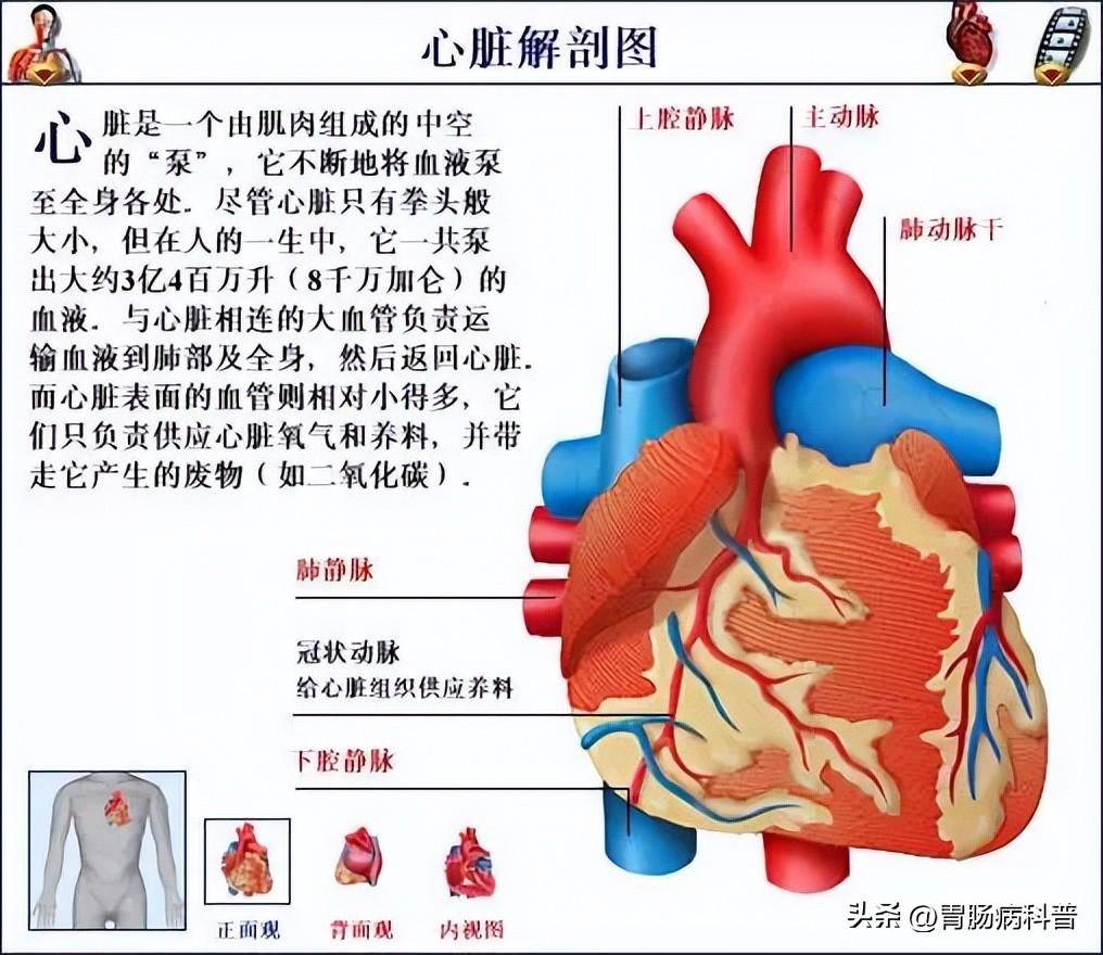 最全的人体解剖全图