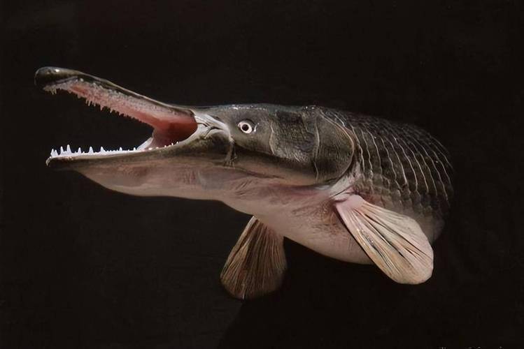 美国男子钓起182斤"怪物",能一口咬断眼镜蛇,专家:建议吃了