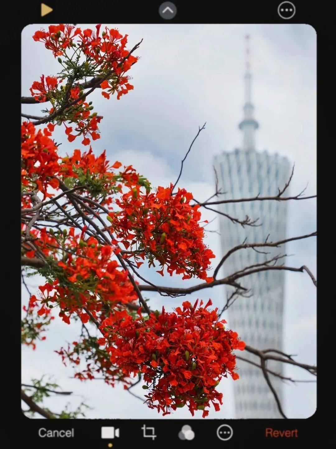 广州周边看花的景点图片