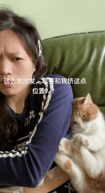 小猫咪和主人抢沙发,那个眼神太好笑了吧_by_样子_表情