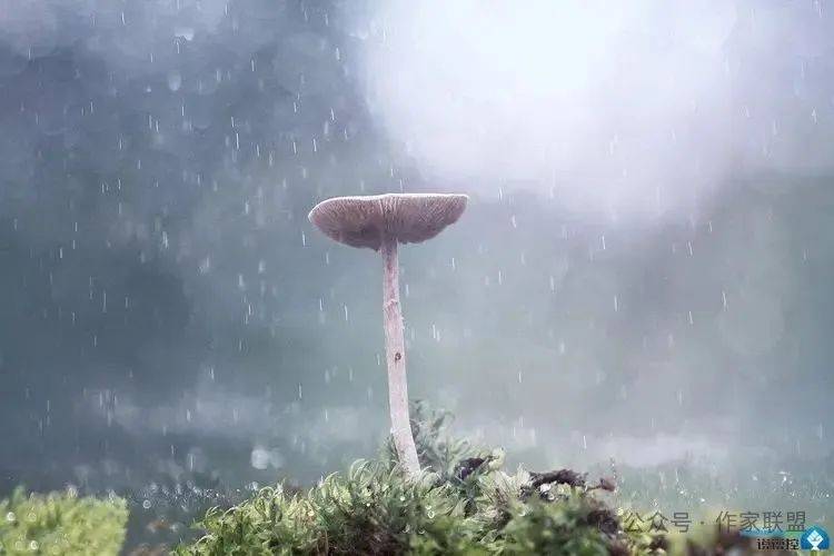 车轲儿:没有雨的雨天