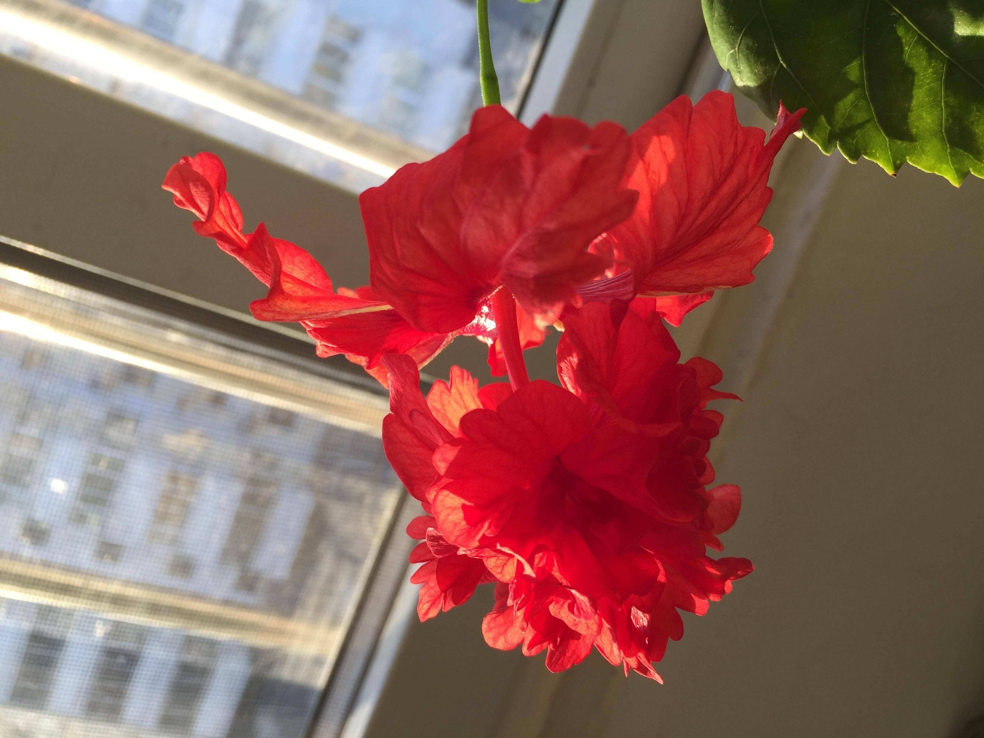 阳台养一盆大红花,天天开花,花红色艳漂亮洋气,有点阳光就开花