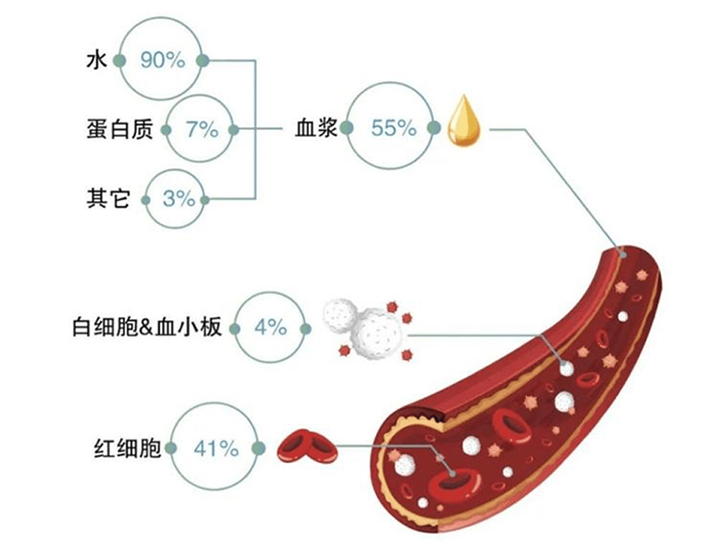 血液主要成分为血浆和