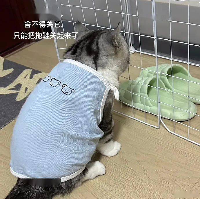 拖鞋打猫表情包图片