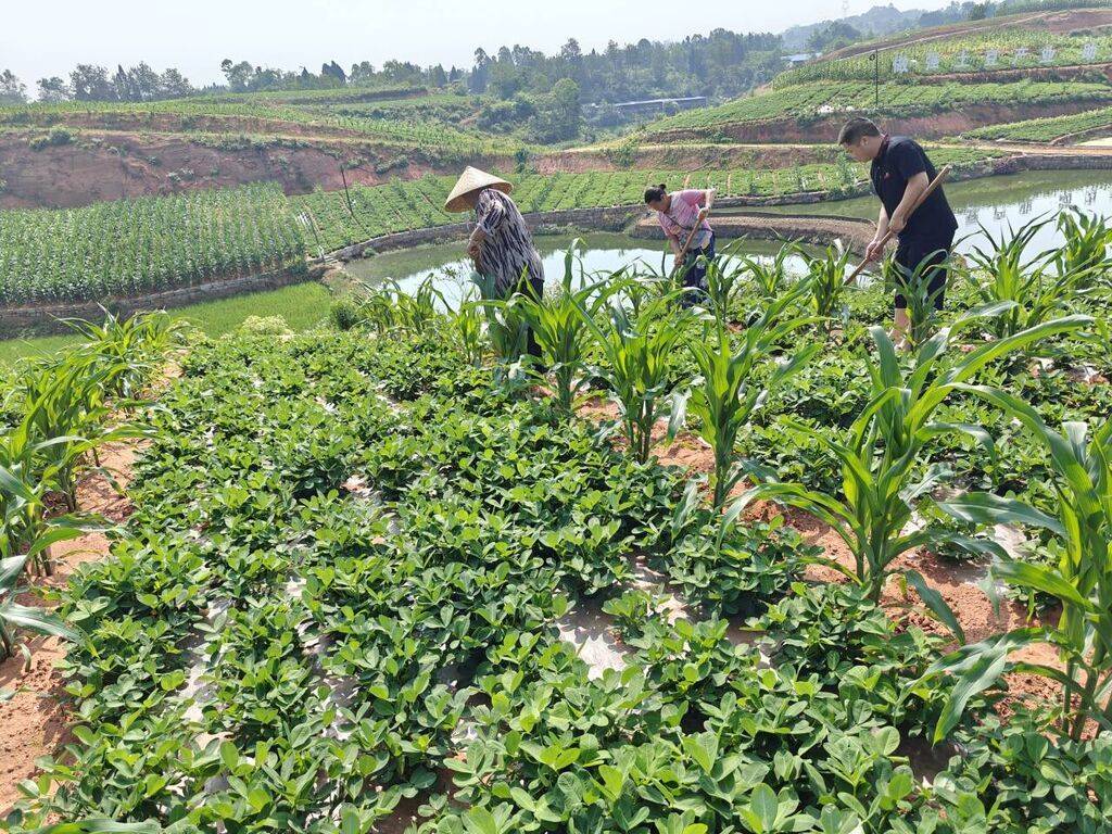 贡井区五宝镇:万亩花生长势喜人 引领群众增产增收