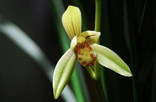 韶关市花——兰花 | 芳香四溢,从小城走向世界的中国之花~_翁源_发展