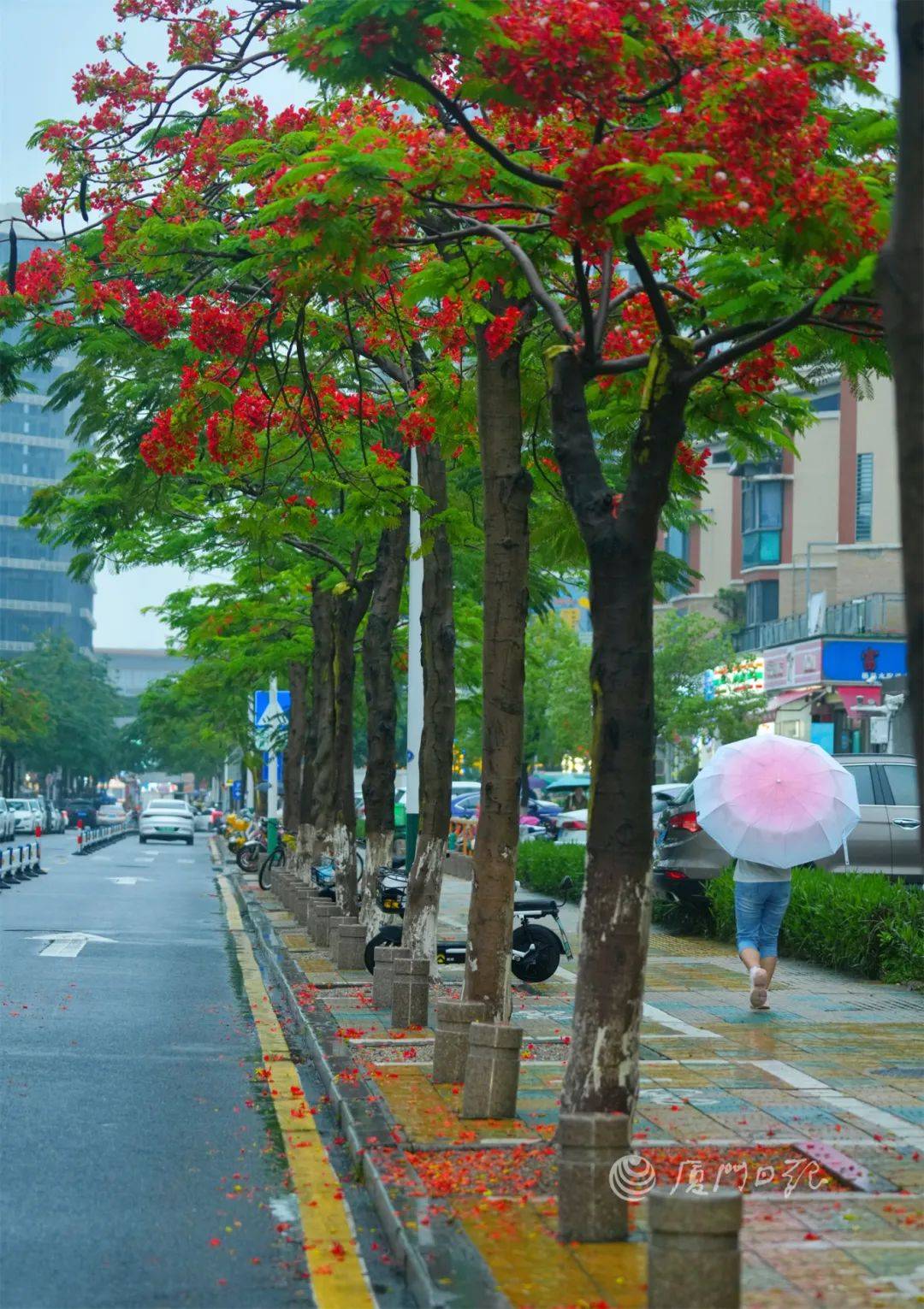 来到厦门迎来了初花期5月下旬厦门凤凰木厦门日报拍客 驼铃 摄就是与