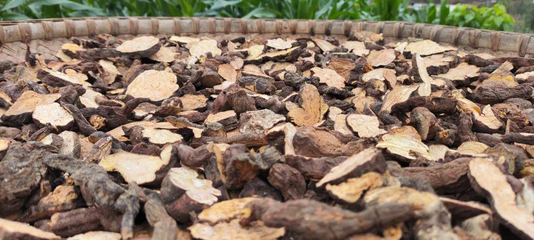 大崇镇:做强何首乌产业 助力乡村振兴