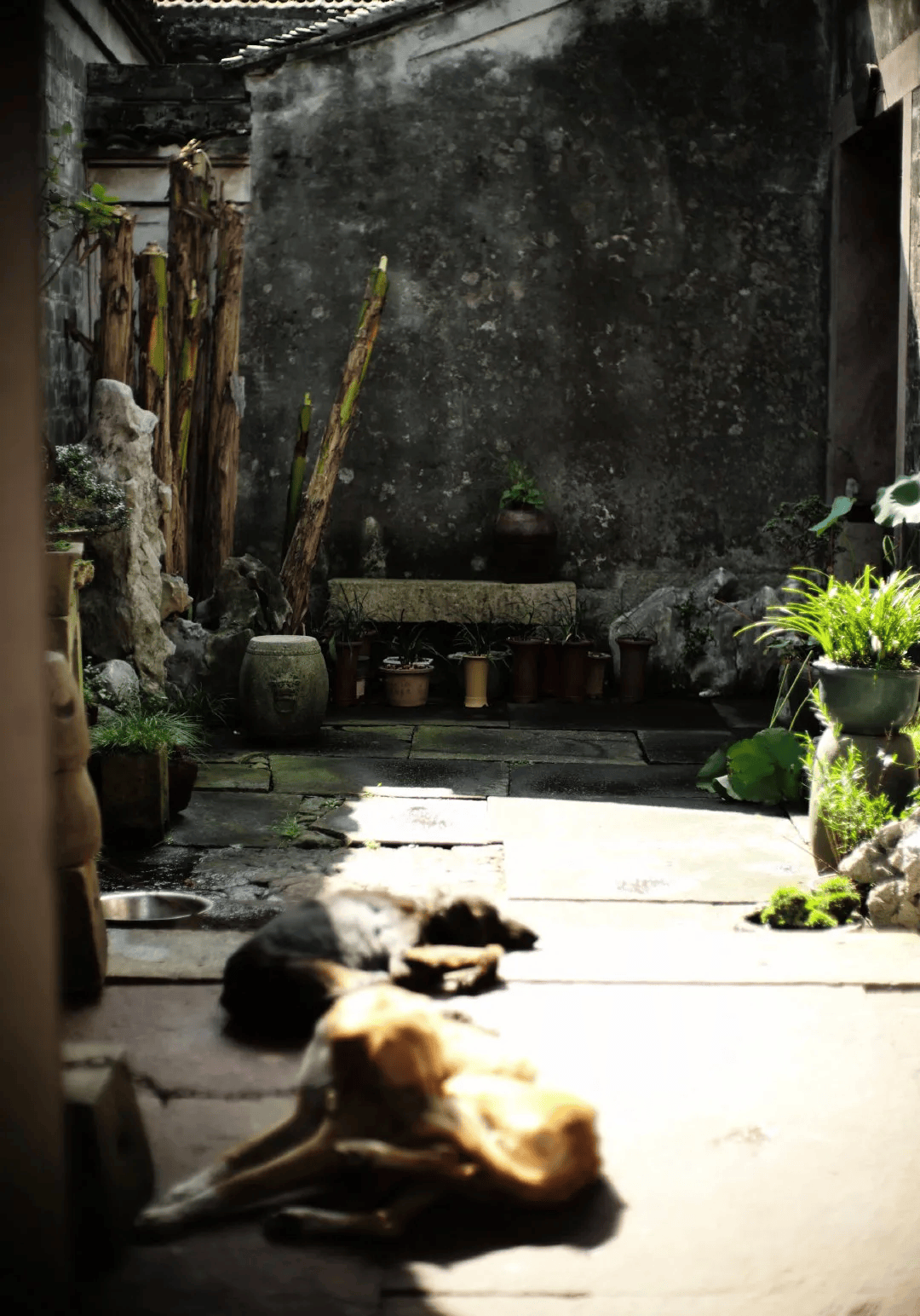 植一盆菖蒲,生几段闲情