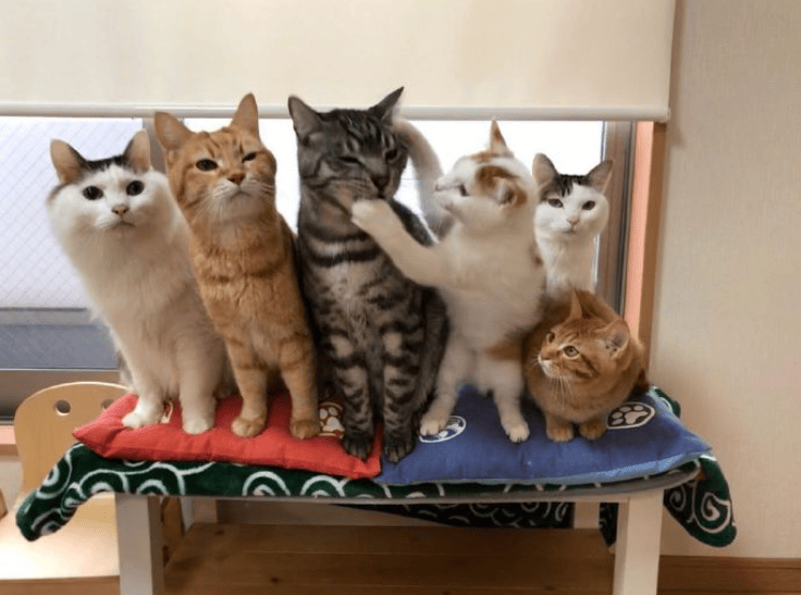 6只猫一起拍合照,其中一只操碎了心