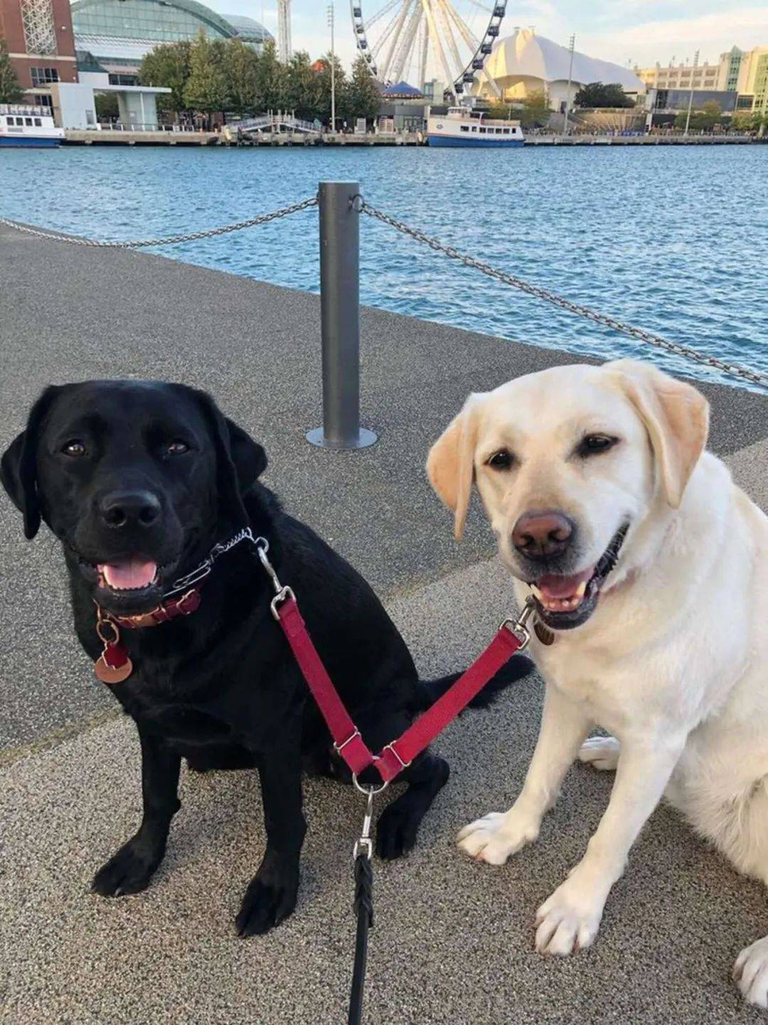 而这种焦虑,在服务犬黑拉拉lily的到来后,就很快消散了.