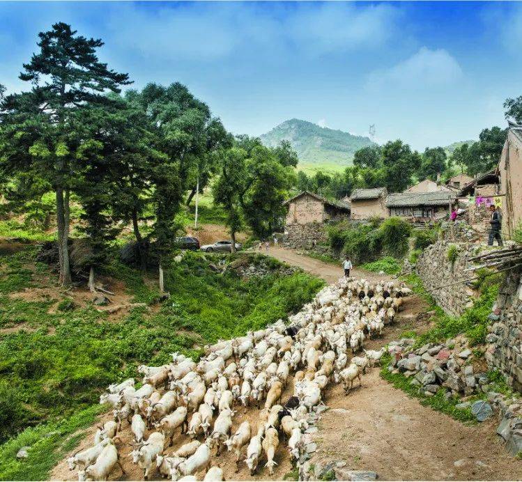 【大美岚县】山村早牧