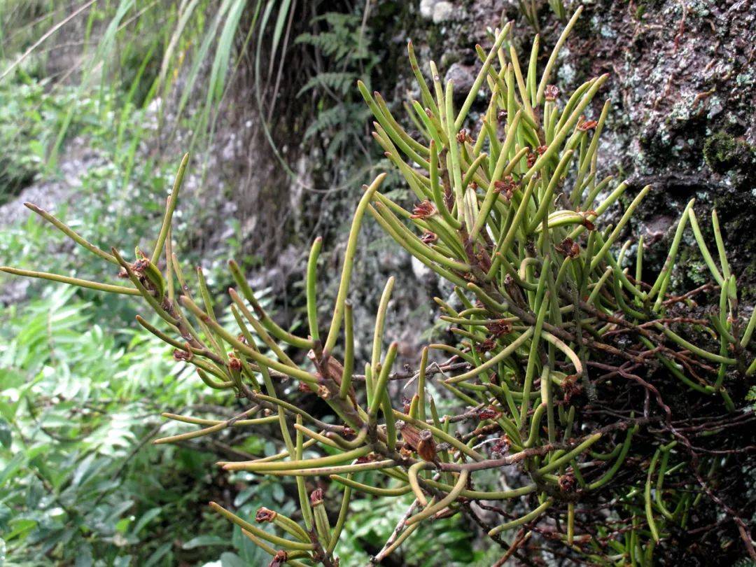 宁波丹霞,珍稀岩生植物聚宝盆