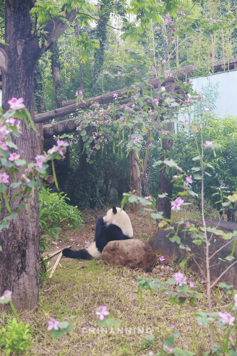 半价!南宁动物园正式官宣!承载了很多80后,90后的童年回忆