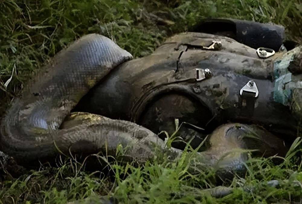 7米巨蟒囫囵吞人,村民剖开找回遗体,蟒蛇内部结构究竟是怎样?