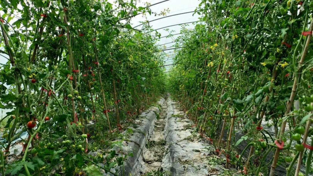 武笔街道吉洞村:圣女果添彩致富路_朱丽_种植_上市