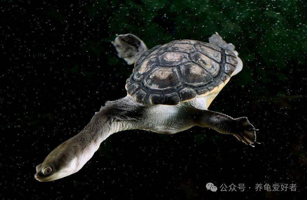 千万别再养这些龟了,你的手指都是猎物