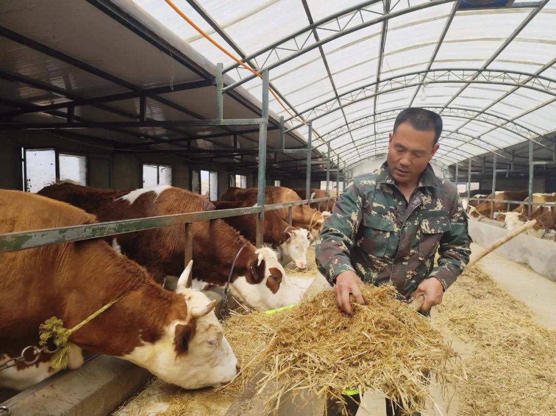 临潭:牛产业蹚出增收牛路子