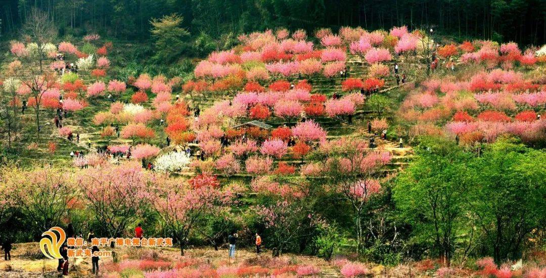 延平笔谈|延平赋_南平_行动_文化