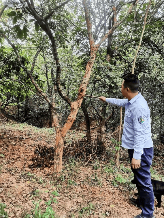 建立野生土沉香管护台账,对辖区内野生土沉香资源分布进行摸底排查和