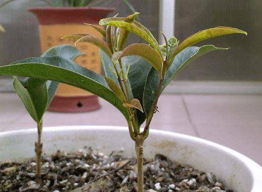 庭院里就养这6种花,没钱也能养,扦插就生根,其中3种还特芳香!