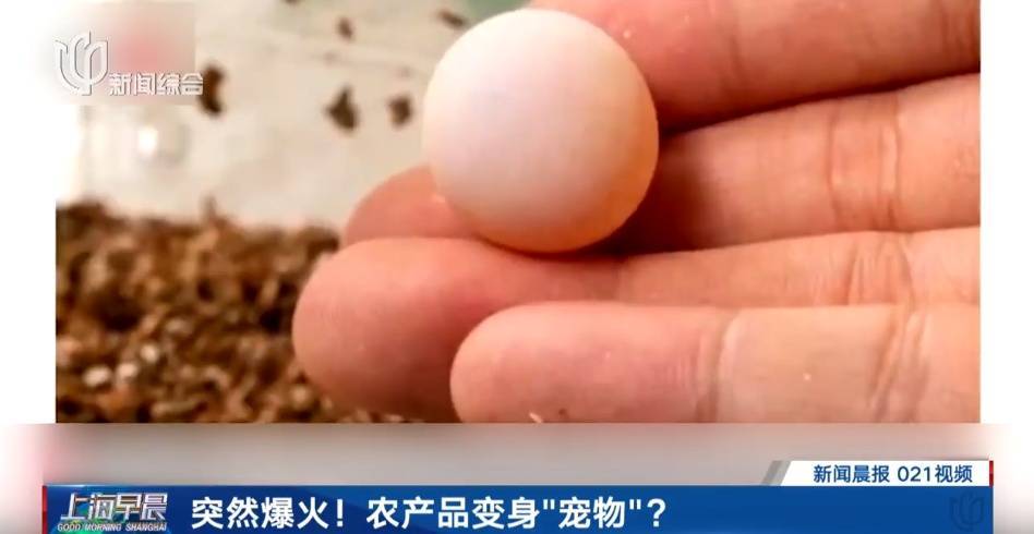 洛克王国刷蛋器手机版_洛克王国刷boss掉蛋_洛克王国刷蛋器