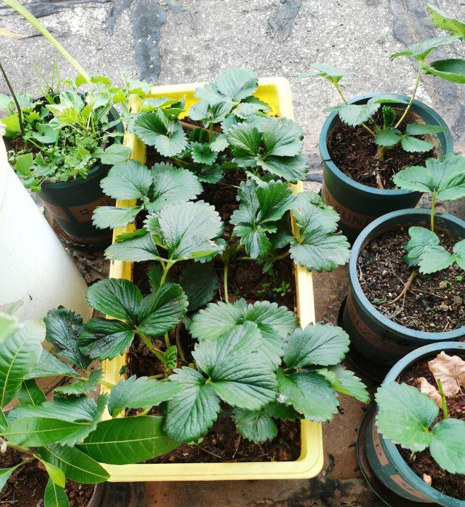 冬天如何在家种植草莓?做到2步,开花很多,硕果累累,漂亮美味