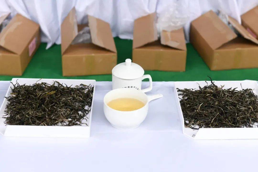 勐腊茶·贡茶味 