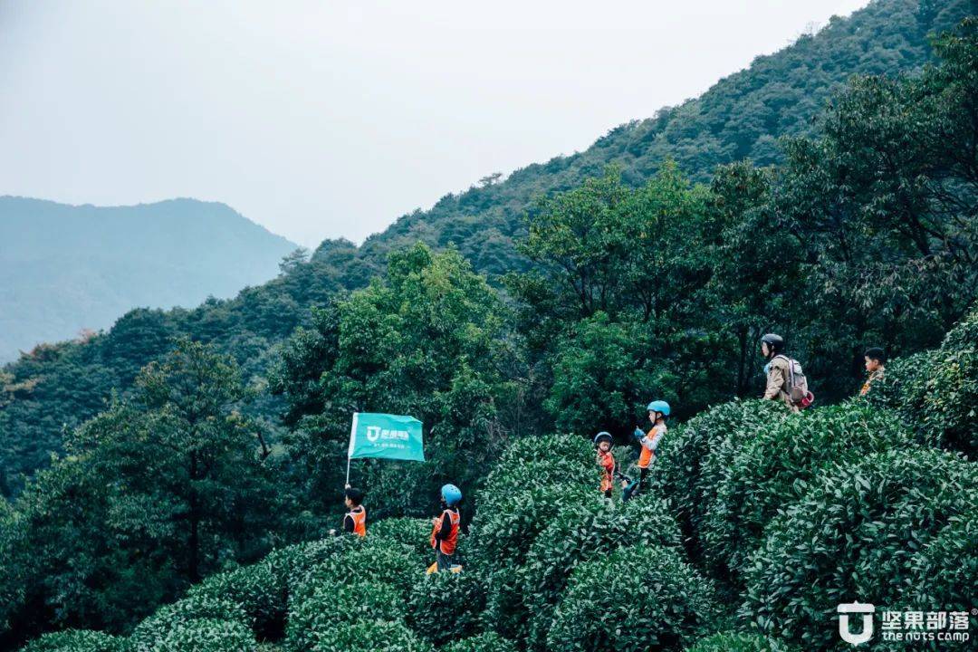 研学季 · 非遗茶香 | 【梅字号】梅坞探茶 · 清风岭上