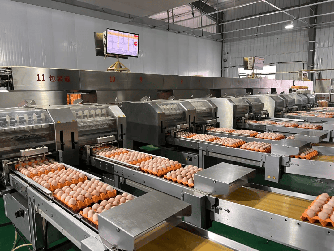 首发39万枚!海南弘楚集团富硒鸡蛋供应香港,广西百色鸡蛋首次供应香港