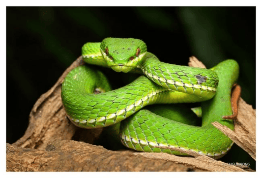 大街上居然有蛇出没.