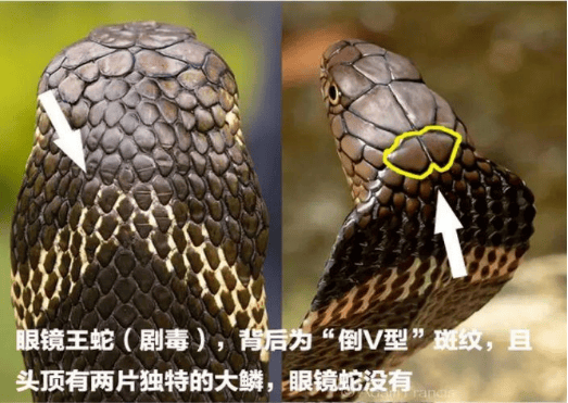 大街上居然有蛇出没.