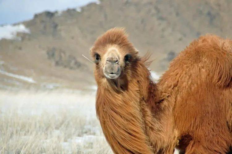 奥特曼版的沙漠骆驼图片