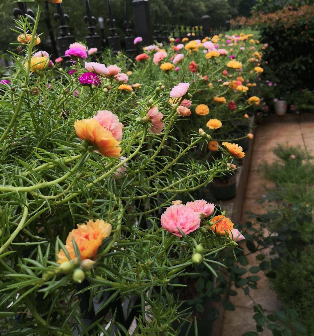 夏天有什么花开花图片