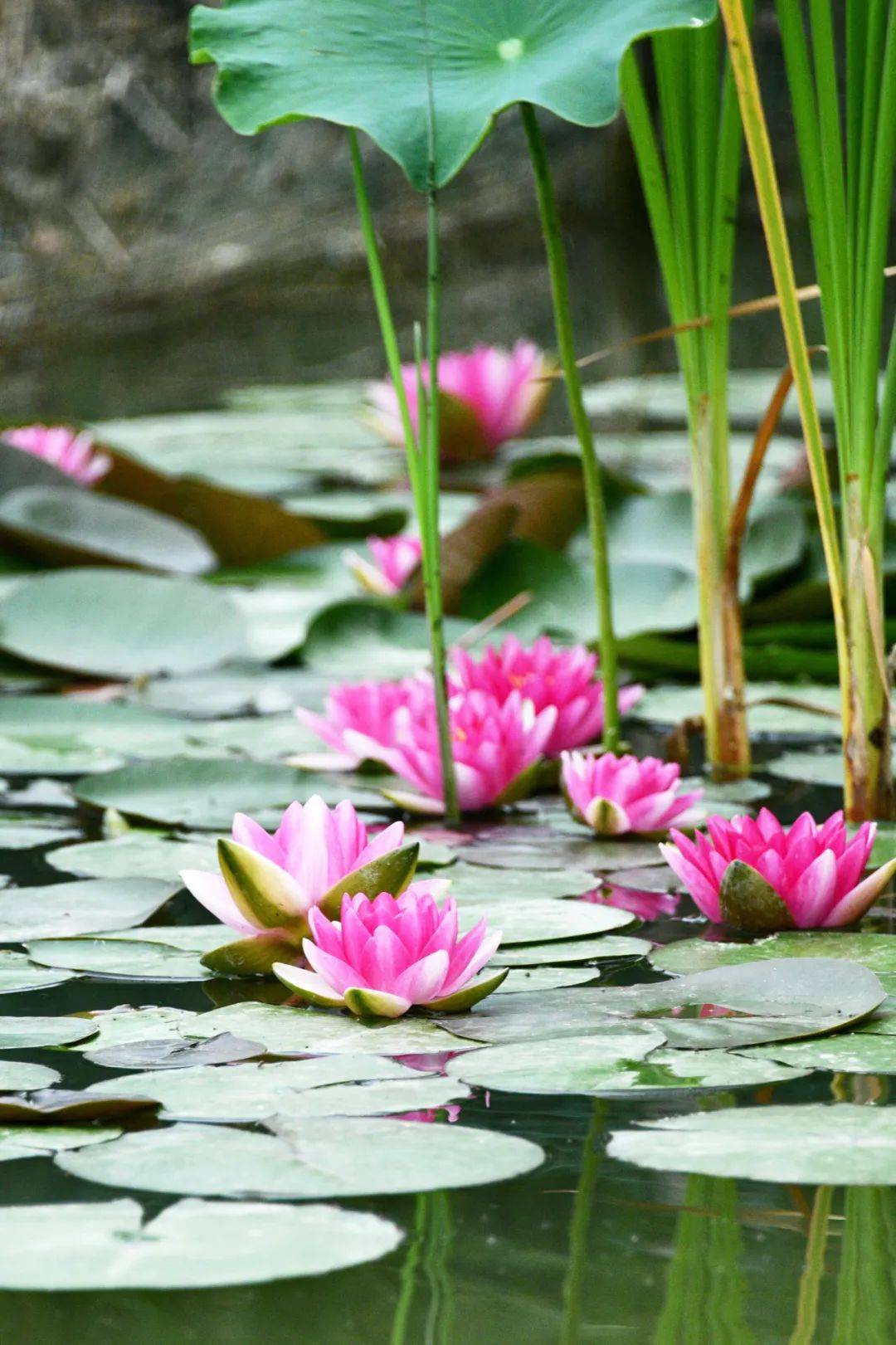 现实版"莫奈花园"就在→_睡莲_温榆河_公园