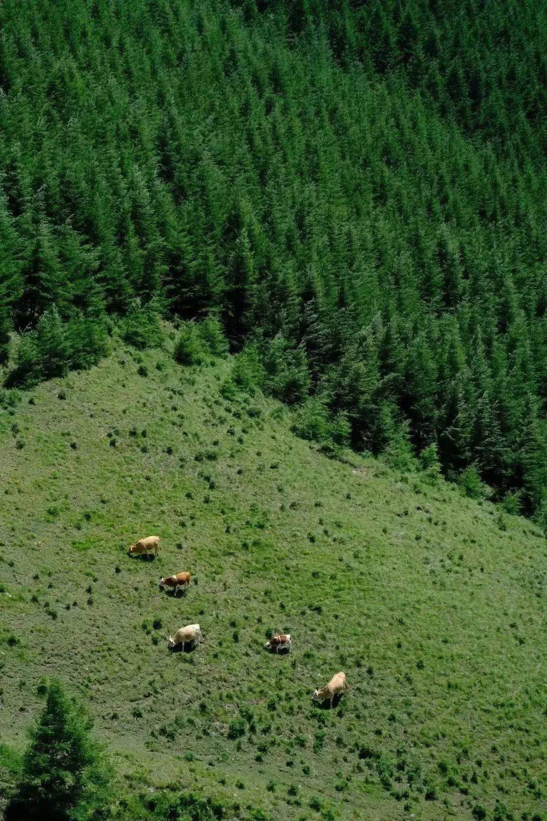 青青徒步丨6.1【初级】蔚县空中草原麻田岭15km穿越