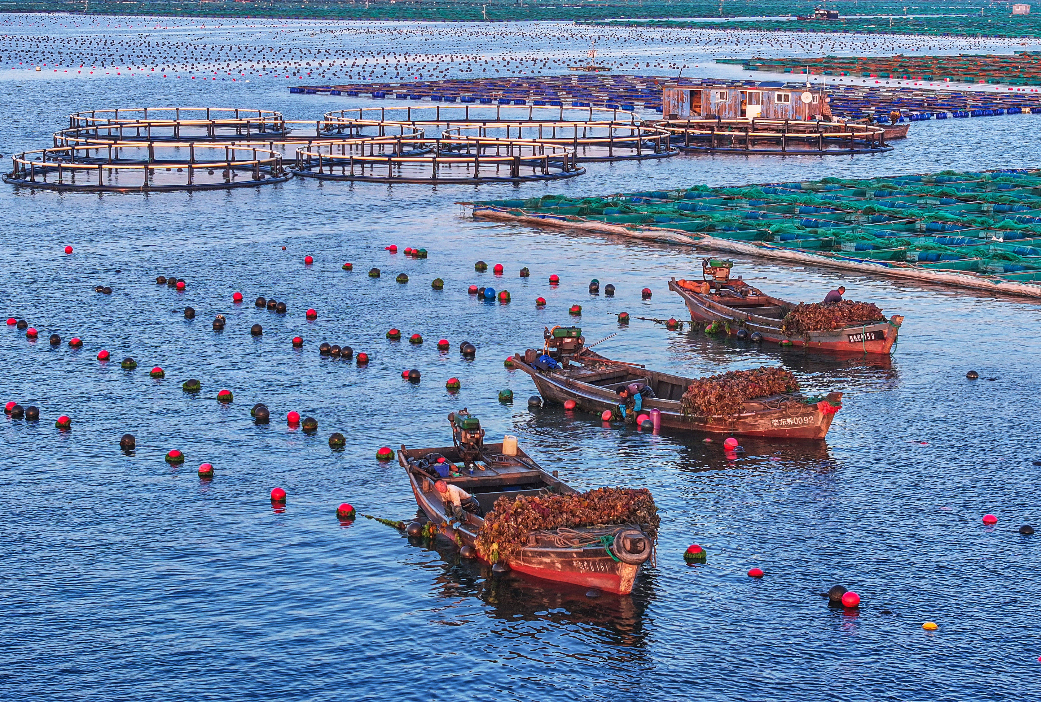 2024年5月27日,在山东省荣成市石岛管理区桑沟湾国家级海洋牧场涩态