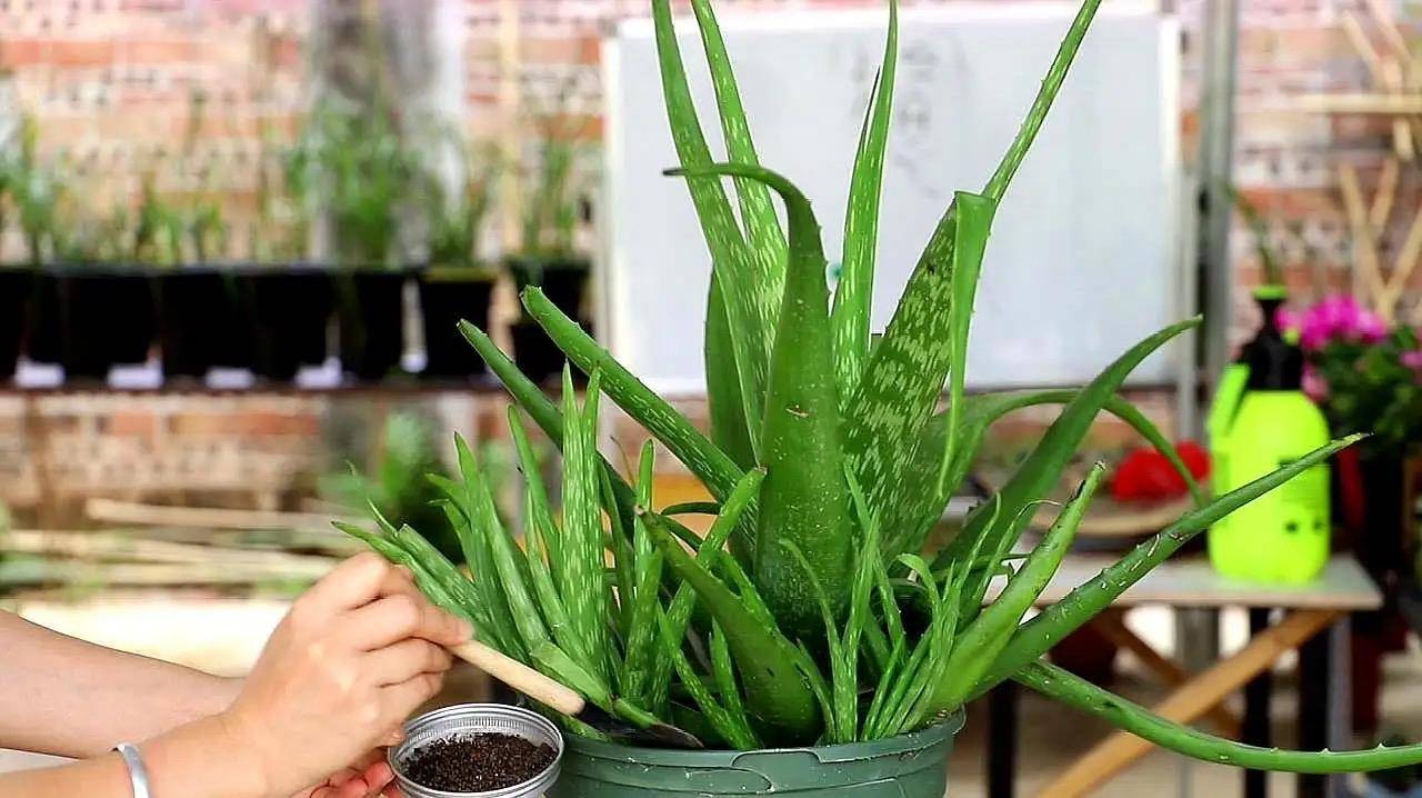 新手养花,刚开始可以养一些懒人植物,养一些管理很方便又很粗放的花卉