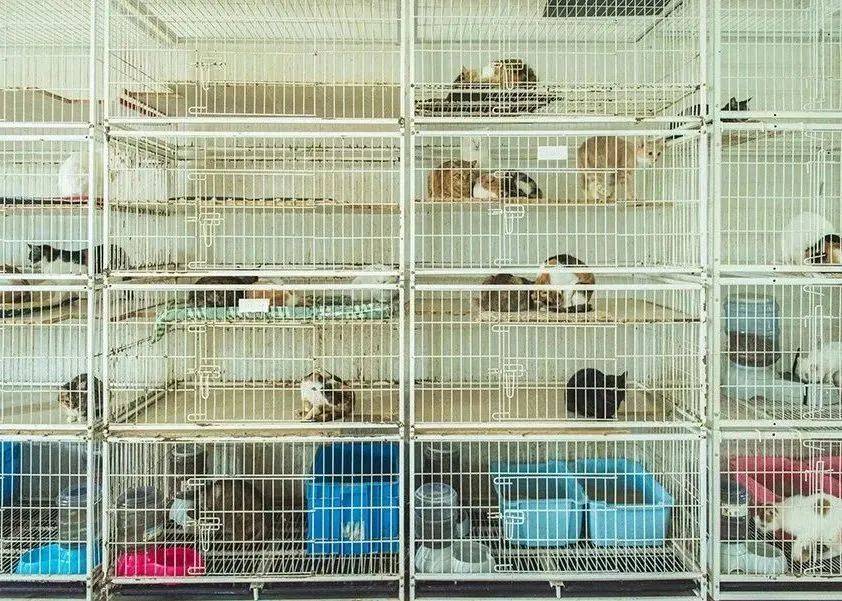 上海报恩寺普渡众生身陷困境,恳请大家伸出援手共渡难关!