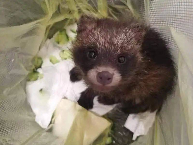 这一幕太暖心! 国家二级保护动物小浣熊现身新街