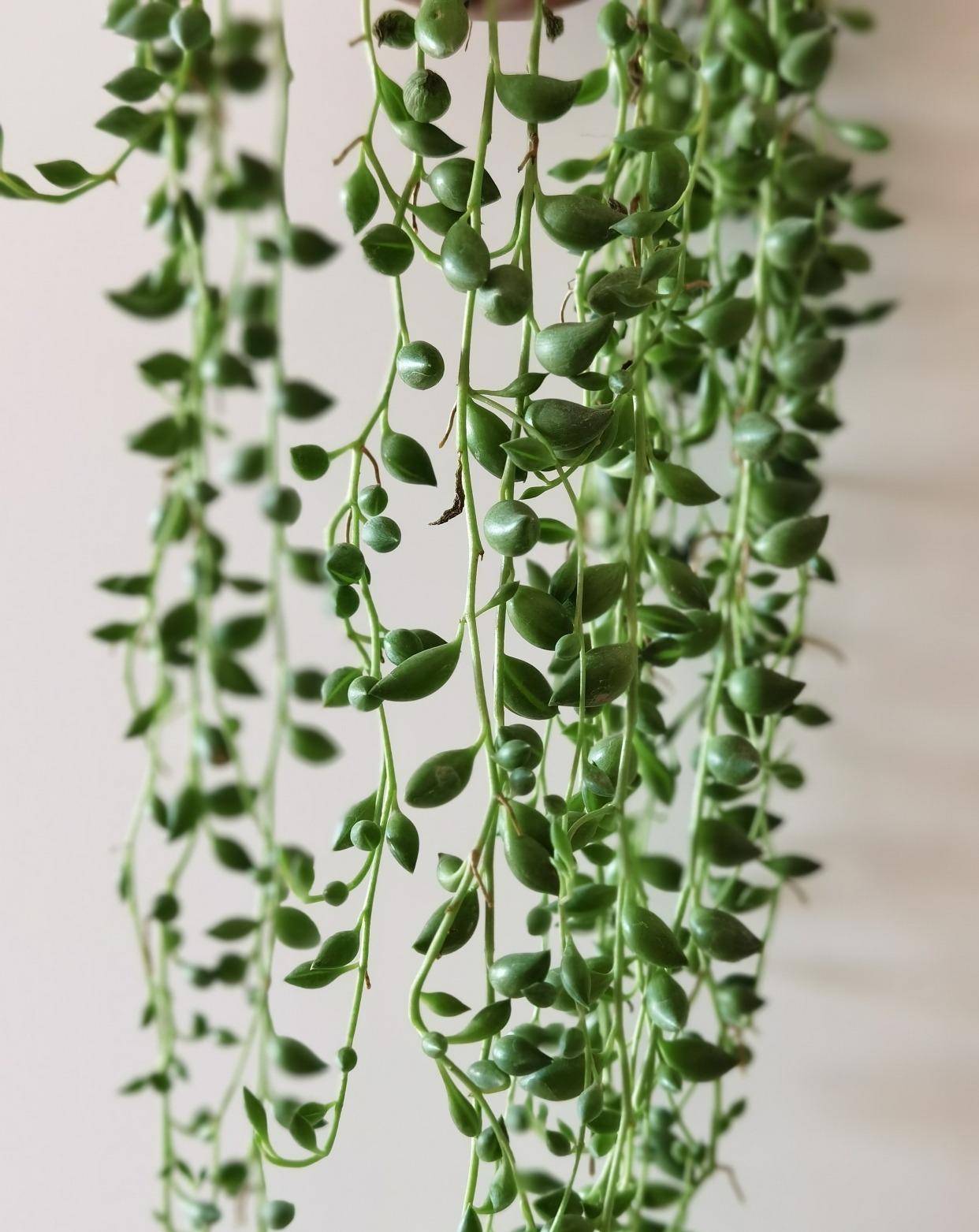 一种小清新多肉,懒养就能长爆盆,一串串漂亮茂盛!挤满小花盆!