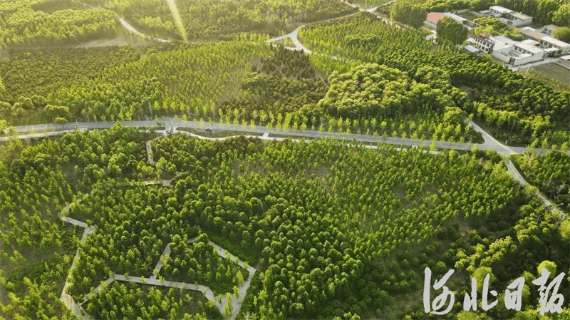 雄安新区千年秀林景观图片