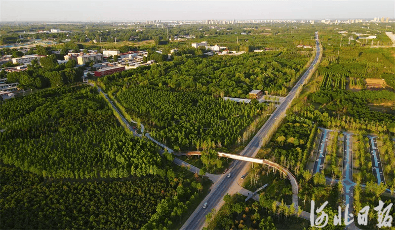 雄安"千年秀林"→_新区_赵永辉_日报