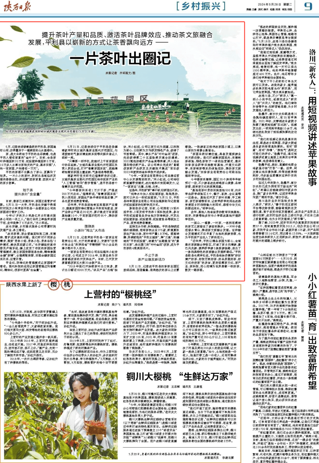 位于平利县老县镇蒋家坪村的女娲凤凰茶业现代示范园区(5月21日摄).