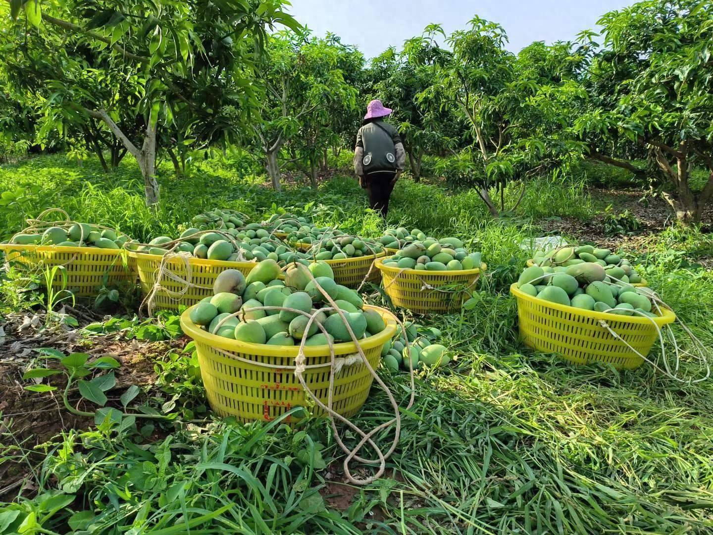 炫起来!百色芒果即将开采上市,当地提醒