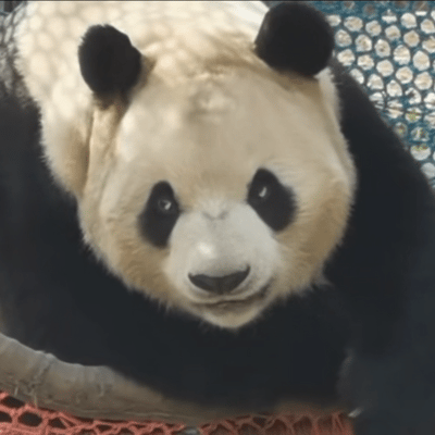 来看看哪只大熊猫,白眼翻得最传神,七仔,秦韵,梅兰,花花