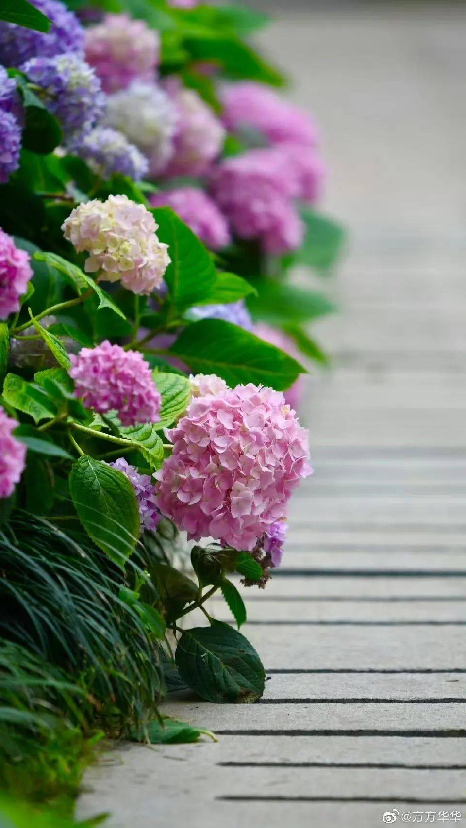 早安南京 | 绣球花开,无尽夏_门票_滨江公园_夏日