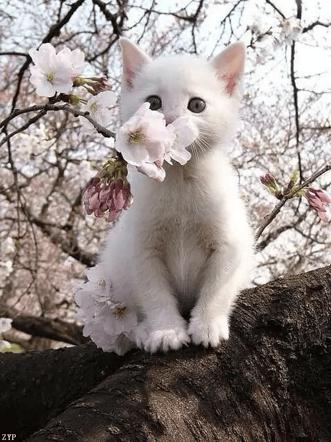 猫咪配樱花,太可爱了!