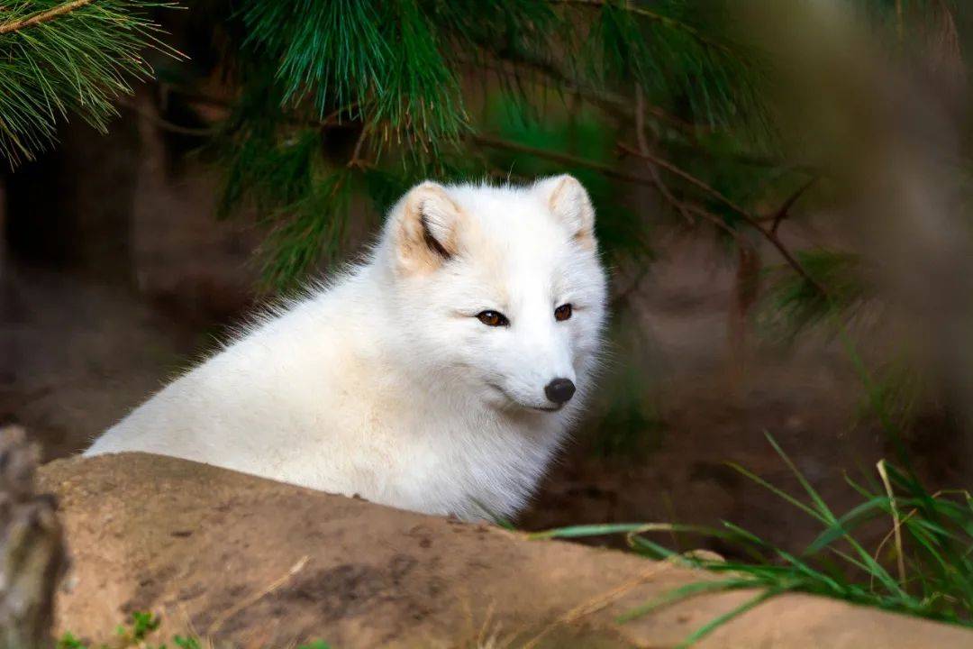 品读|野狐湾_狐狸精_白狐_眼睛